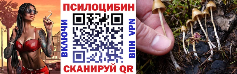 купить  цена  Южно-Сухокумск  сайты даркнета телеграм  Псилоцибиновые грибы GOLDEN TEACHER 